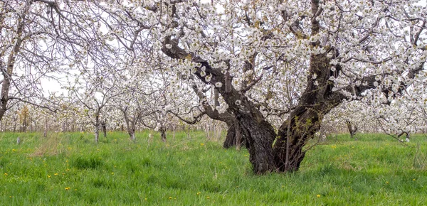 Les Pommiers Sont Couverts Milliers Fleurs Blanches Dans Verger Fruitier — Photo