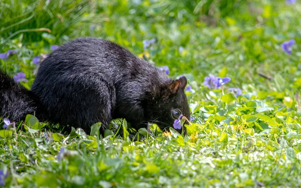 Ein Schwarzes Eichhörnchen Nimmt Sich Zeit Die Blumen Riechen Während — Stockfoto