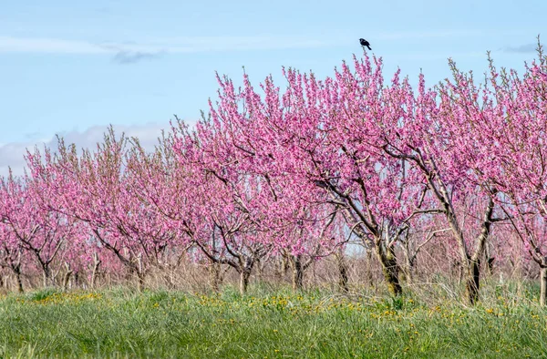 Hermosos Cerezos Florecientes Huerto Michigan Usa —  Fotos de Stock