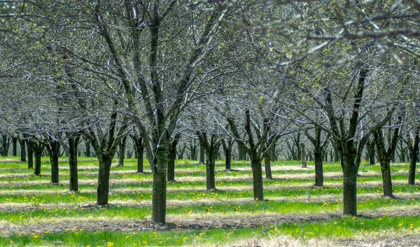 Een Fruitboomgaard Michigan Usa Heeft Rijen Kersenbomen Klaar Bloeien Elke — Stockfoto