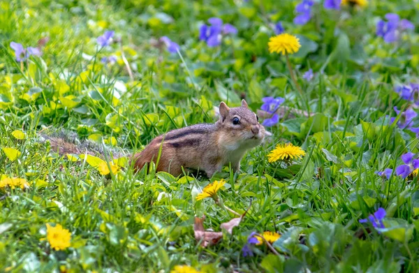 Streifenhörnchen Spielt Einem Bunten Wildblumengarten — Stockfoto