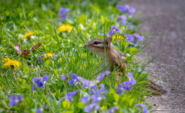 Kleine Eekhoorn Gluurt Uit Van Kleurrijk Gras Omgeven Door Paarse — Stockfoto