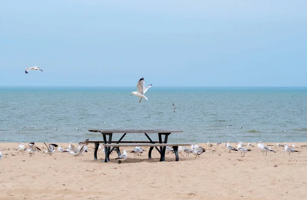 空のピクニックテーブルは孤独なビーチに座っています 海のカモメは食べ物を持つ人々を探して飛び回っています 状態がCovid 19の下でシャットダウンするので誰もここにいません — ストック写真