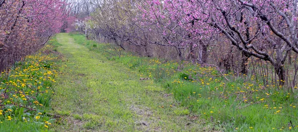 春天美丽的果园全景 开着五彩缤纷的粉红色和白色花朵 — 图库照片