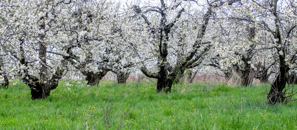 在这个密执安的美国果园里 老生长的苹果树开出了数千朵白花 后面是粉红的樱桃树 — 图库照片