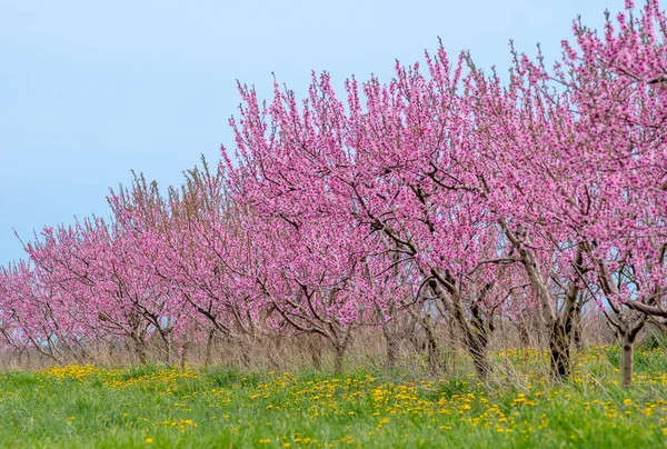 Pfirsichbäume Einem Feld Von Rosa Machen Eine Schöne Frühlingslandschaft Michigan — Stockfoto