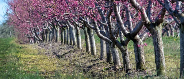 Árboles Frutales Cubiertos Rosa Están Plena Floración Esta Granja Frutas — Foto de Stock