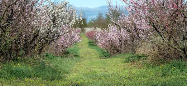 Alberi Ciliegio Fioriscono Entrambi Fiori Rosa Bianco Questo Incantevole Frutteto — Foto Stock