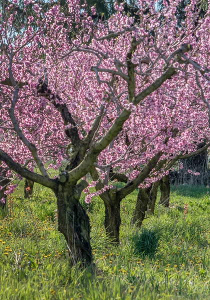 Pink Trees Full Bloom Soon Full Juicy Ripe Peaches Sunny — Stock Photo, Image