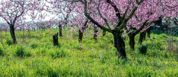 Bahar Başında Pembe Çiçeklerle Kaplı Şeftali Ağaçlarının Manzarası — Stok fotoğraf