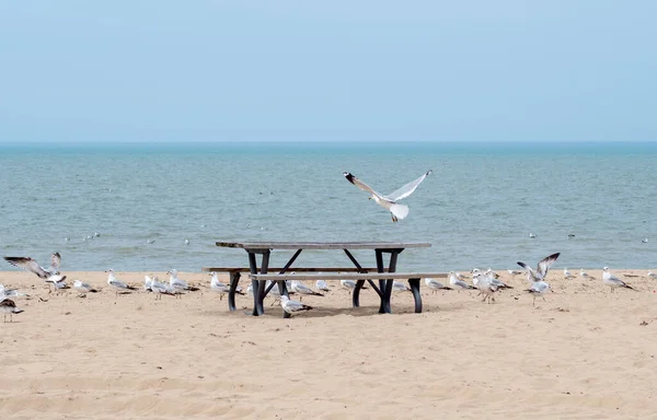 彼らはCovid 19ロックダウンの下にシャットダウンされている空のビーチの周りに飛ぶので 海のカモメは すべての人々に何が起こったのだろうか — ストック写真