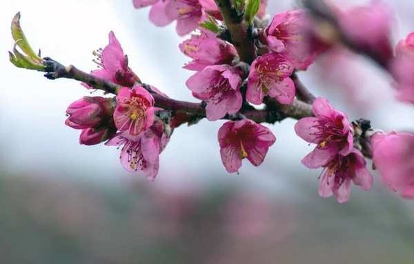 Zweige Rosa Blüten Bedecken Pfirsichbäume Diesem Hübschen Obstgarten Michigan Usa — Stockfoto