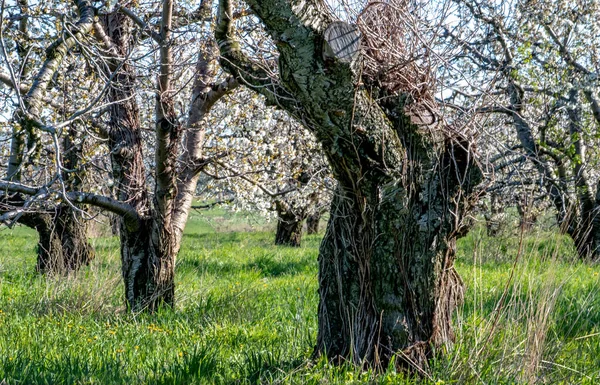 Árvores Velhas Ásperas Maçã São Cobertas Nas Flores Brancas Maçã — Fotografia de Stock