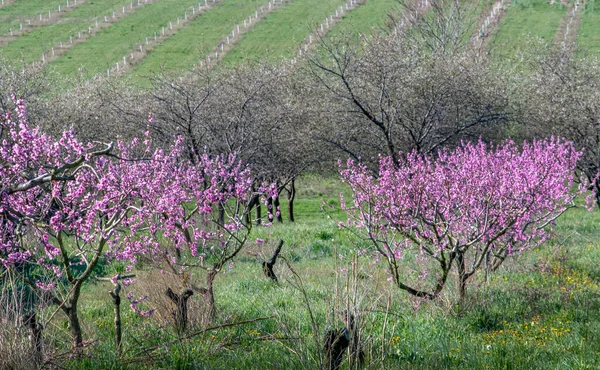 Les Pêchers Sont Couverts Fleurs Roses Dans Verger Fruitier Printanier — Photo