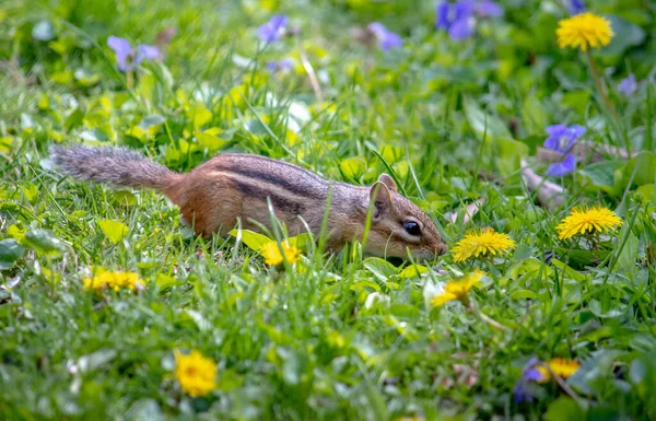 Schattige Eekhoorn Heeft Tijd Nodig Bloemen Ruiken Een Zonnige Tuin — Stockfoto