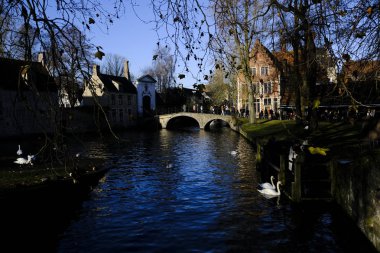 Bruges, Belçika. 30 Kasım 2019. Kuğular kanalın girişinde otururlar.