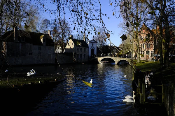 Bruges Belgique Novembre 2019 Cygnes Assis Dans Promenade Canal — Photo