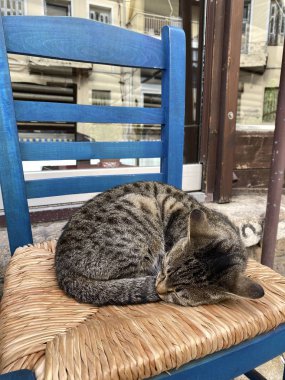 Bir kedi sandalyede uyuyor.