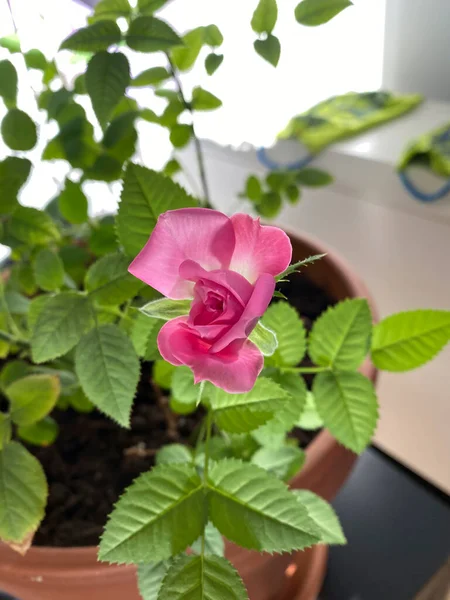 Růžová Růže Kvetoucí Květináči — Stock fotografie
