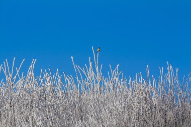 Mavi gökyüzü ve karlı ağaç dalları ile beyaz kış orman