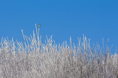 Mavi gökyüzü ve serin ağaç dalları ile beyaz kış orman
