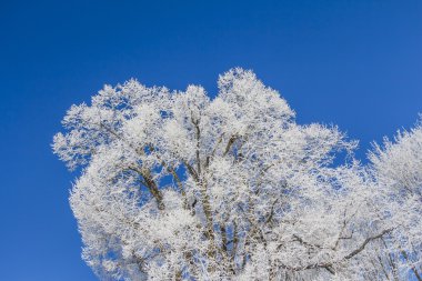 Mavi gökyüzü ve büyük dondurulmuş ağaç beyaz kış harikalar diyarı