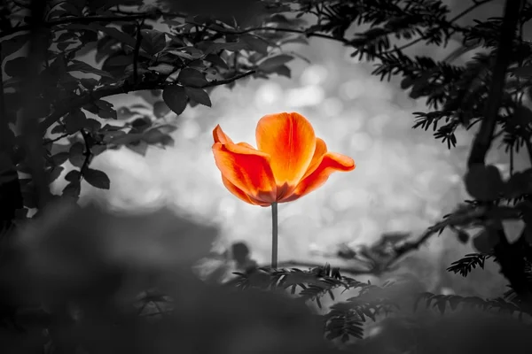 Piros tulipán feltámadás, fekete, fehér, béke szeretet remény — Stock Fotó