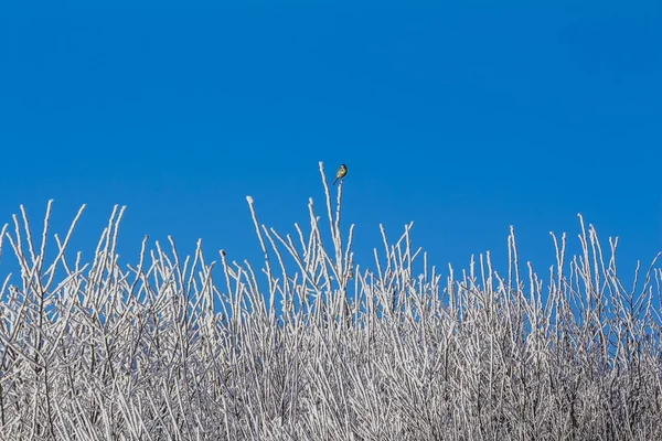 Foresta bianca invernale con cielo blu e rami di alberi innevati — Foto Stock