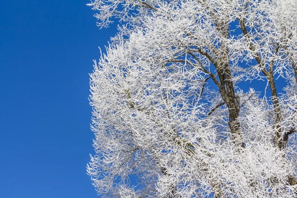 White winter wonderland with blue sky and icy wooden tree — Stock Photo, Image