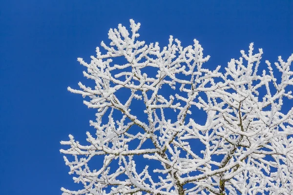 Biała zimna z błękitne niebo i bardzo szczegółowe oddziałów — Zdjęcie stockowe
