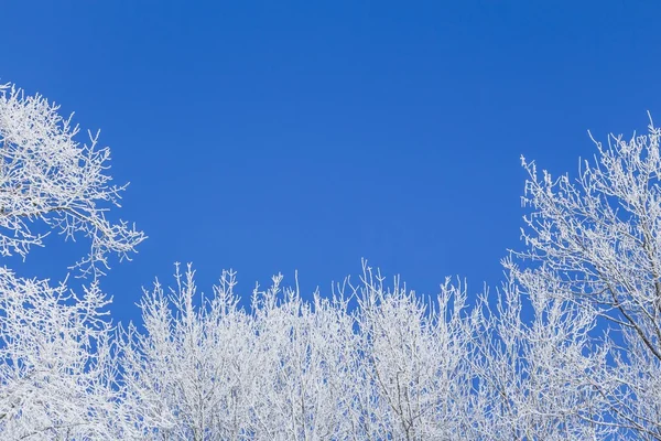 Zima niebieski rama ze śniegiem pokryte drzew w lewo w prawo — Zdjęcie stockowe