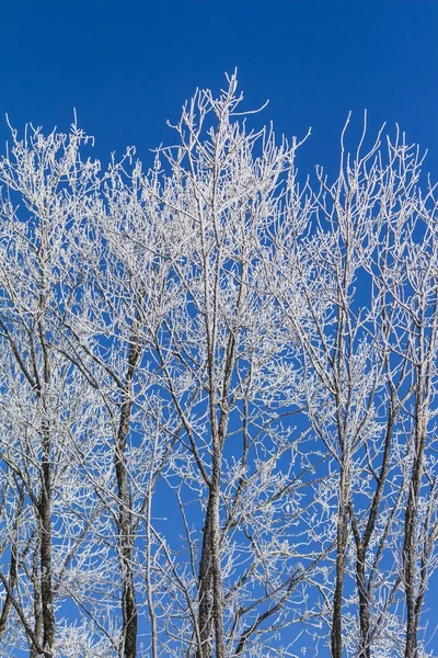 White winter wonderland with blue sky and vertical trees — Stock Photo, Image