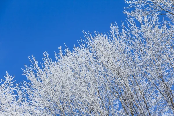 Biała zimna z prawej drzewa wierszy i błękitne niebo — Zdjęcie stockowe