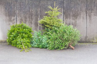 Xmas sezonu köknar Caddesi üzerinde geleneksel yeşil Noel ağaçları