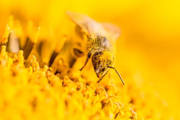 Honey bee covered with yellow pollen collecting nectar in flower