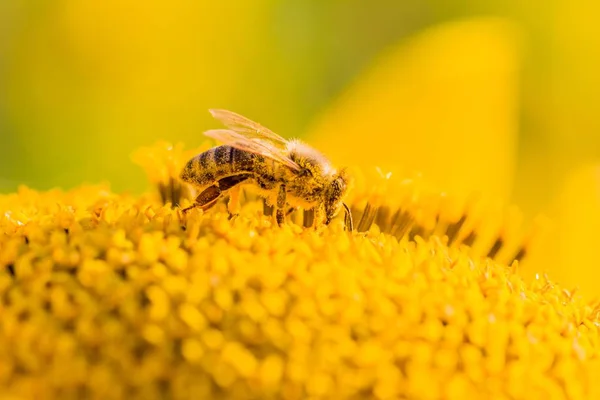 Honingbij bedekt met gele stuifmeel verzamelen van nectar in bloem — Stockfoto
