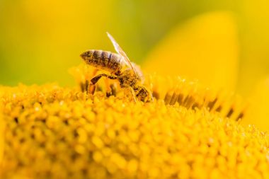 Sarı polen nektarı çiçek toplama bal arısı kaplı