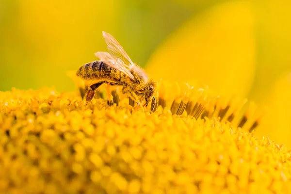 Honingbij bedekt met gele stuifmeel verzamelen van nectar in bloem — Stockfoto