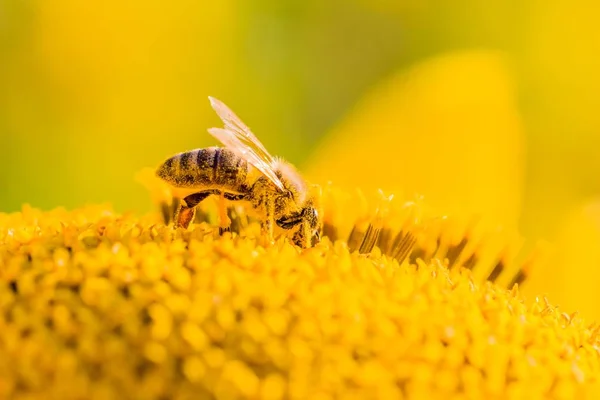 Honingbij bedekt met gele stuifmeel verzamelen van nectar in bloem — Stockfoto