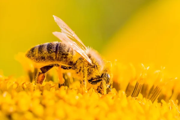 Honey bee covered with yellow pollen collecting nectar in flower — Stock Photo, Image