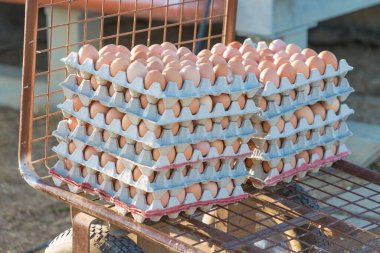 Kırsal tarım el arabasında sıralanmış çiğ yumurta. Sürdürülebilir kümes hayvanları tarafından ekolojik hayvancılık ve kendi kendine yetme.