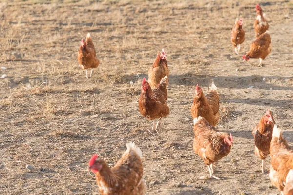 Cena Agricultura Rural Com Galinhas Felizes Livres Livre Criação Ecológica — Fotografia de Stock