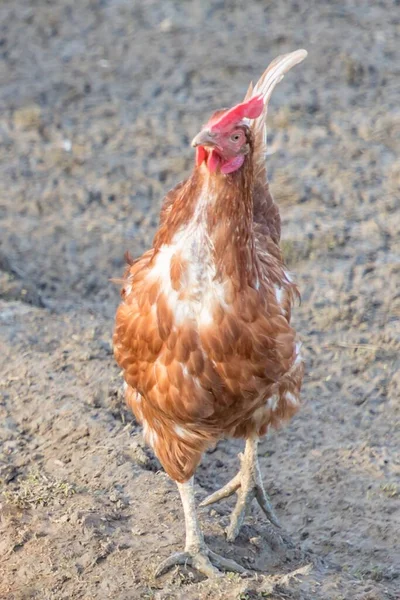 Landwirtschaftliche Szene Mit Freien Glücklichen Hühnern Freien Ökologische Tierhaltung Und — Stockfoto