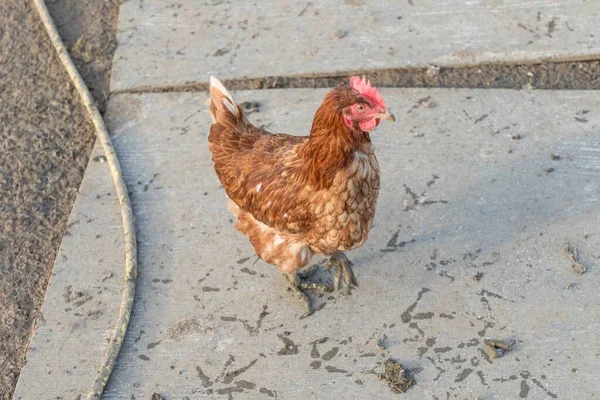 Landwirtschaftliche Szene Mit Freien Glücklichen Hühnern Freien Ökologische Tierhaltung Und — Stockfoto
