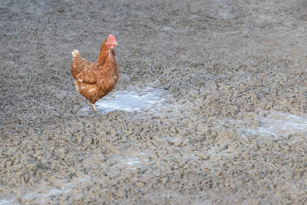 Landwirtschaftliche Szene Mit Freien Glücklichen Hühnern Freien Ökologische Tierhaltung Und — Stockfoto