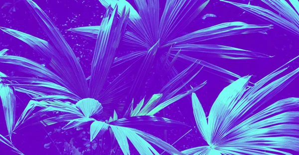 Diseño de hojas trópicas púrpura creativo. Concepto sobrenatural en colores ultravioleta —  Fotos de Stock