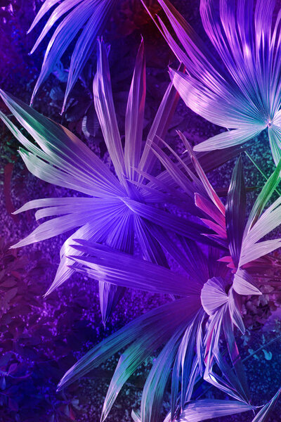 Абстракция от листьев в неоновом пурпурном флюоресцентном свете