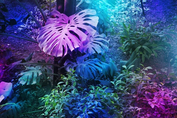 Tropikal yaprak ormanı neon mor mor ışıkta parlar. Yüksek karşıtlık — Stok fotoğraf