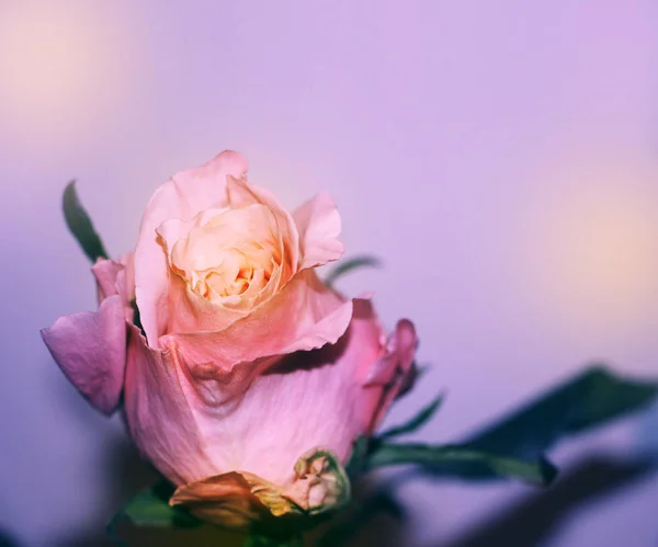 Rosa rosa closeup com folhas verdes no fundo lilás — Fotografia de Stock