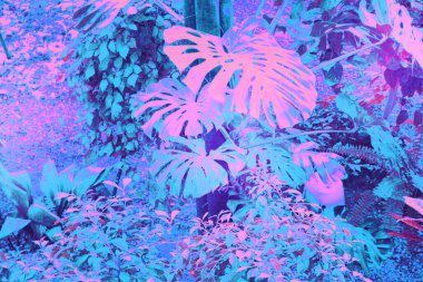 Tropikal canavar bitkileriyle dolu bir orman. Doğa geçmişi. Doymuş pembe menekşe cyan rengi.